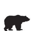 Bear animal icon