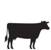 Cow animal icon