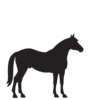 Horse animal icon