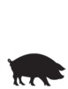 Pig animal icon