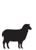 Sheep animal icon